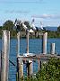 fish-coop-taree 024